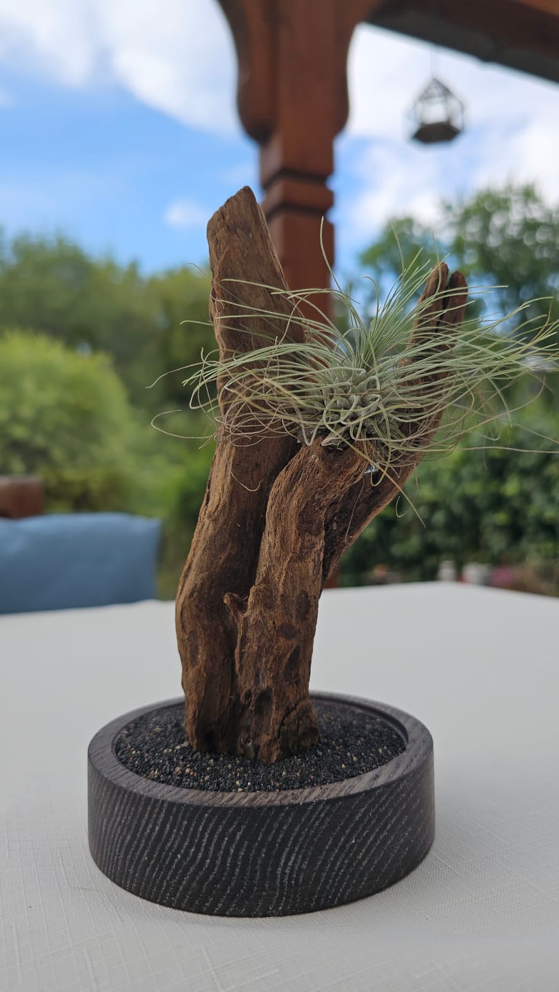 Customer photo review of Tillandsia argentea