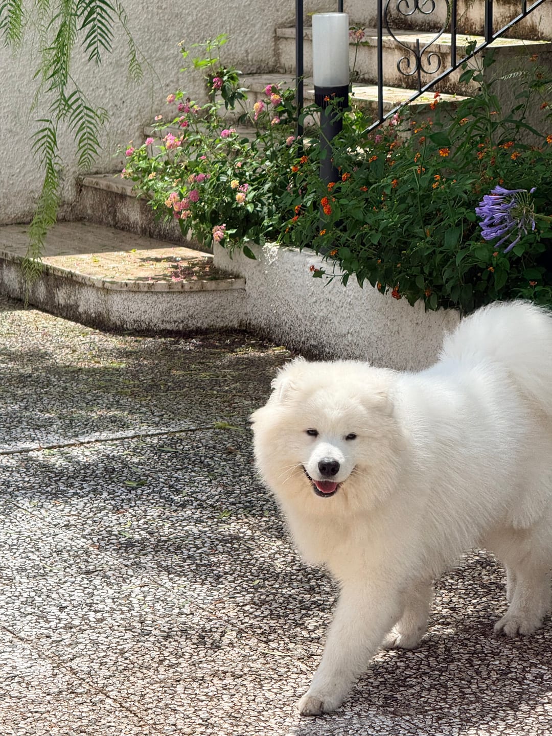 Customer photo review of Dog Licking Munch Mats®