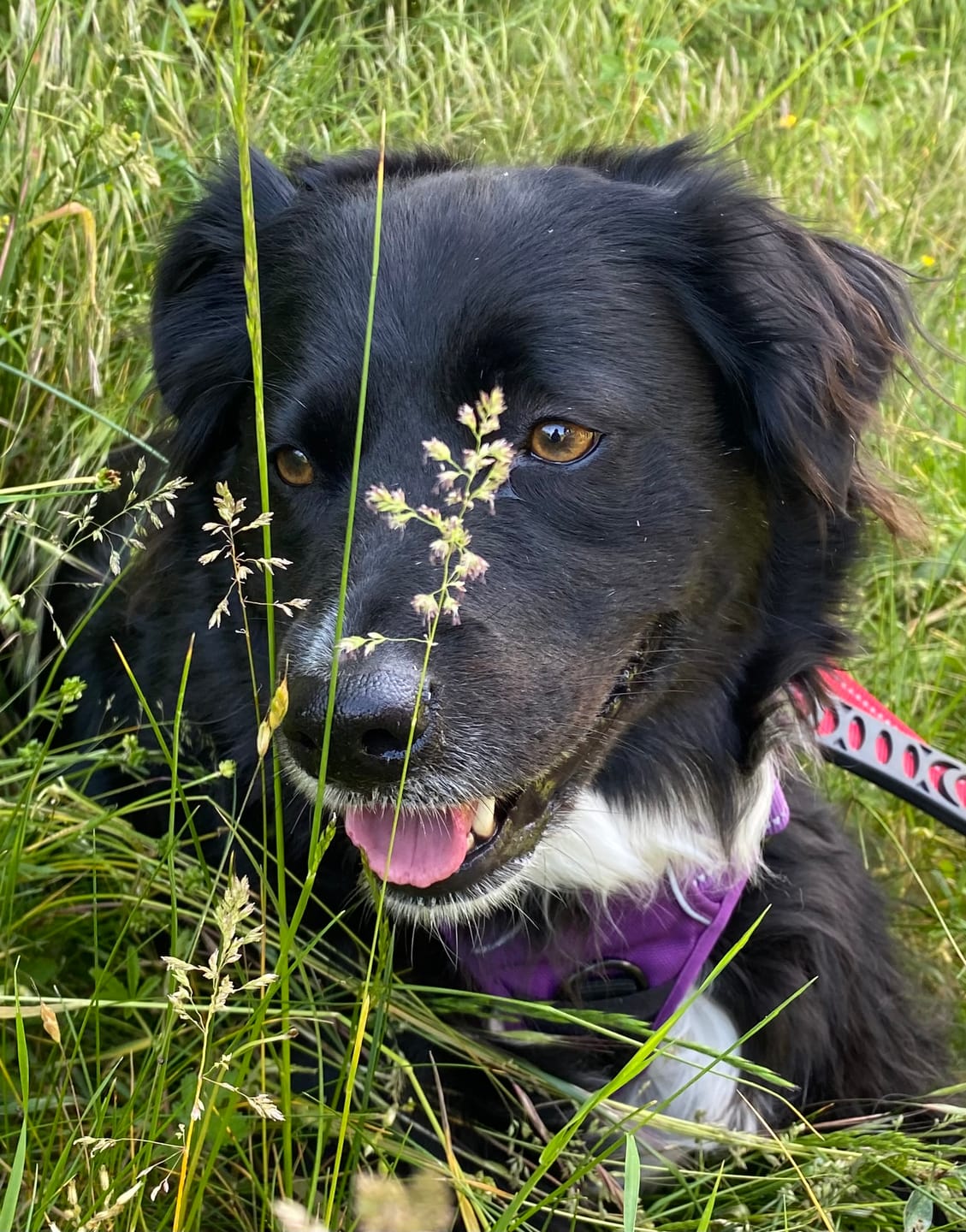 Customer photo review of Friandises Hygiène Dentaire - Chien
