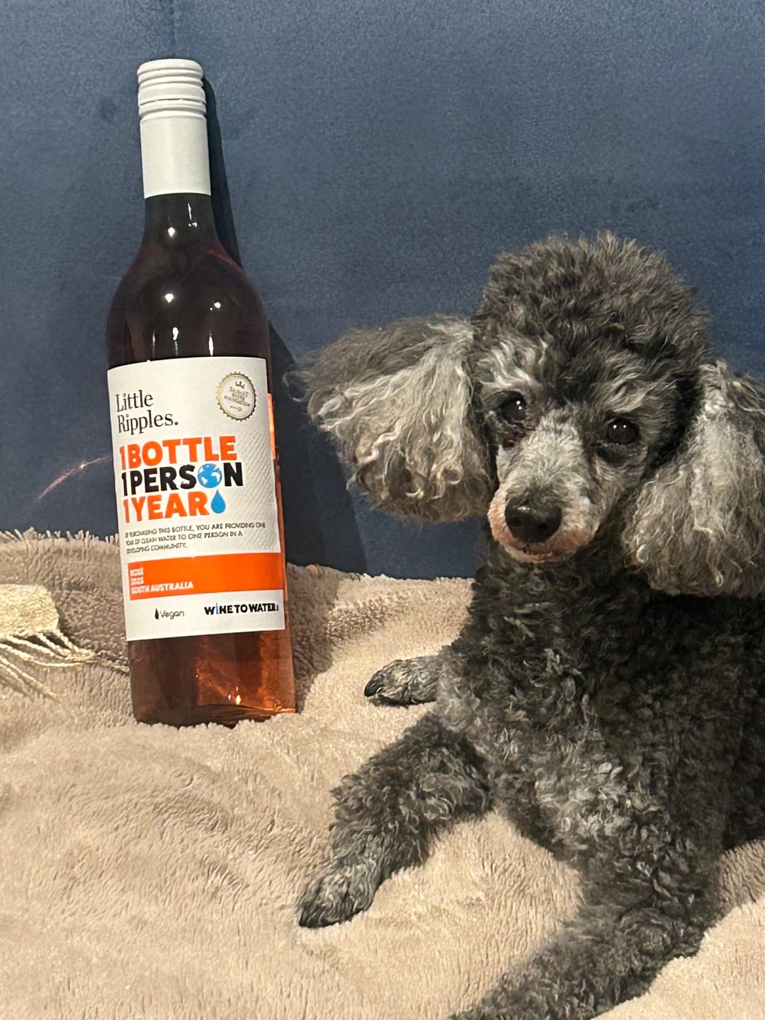 Customer photo review of Rosé - 6pk