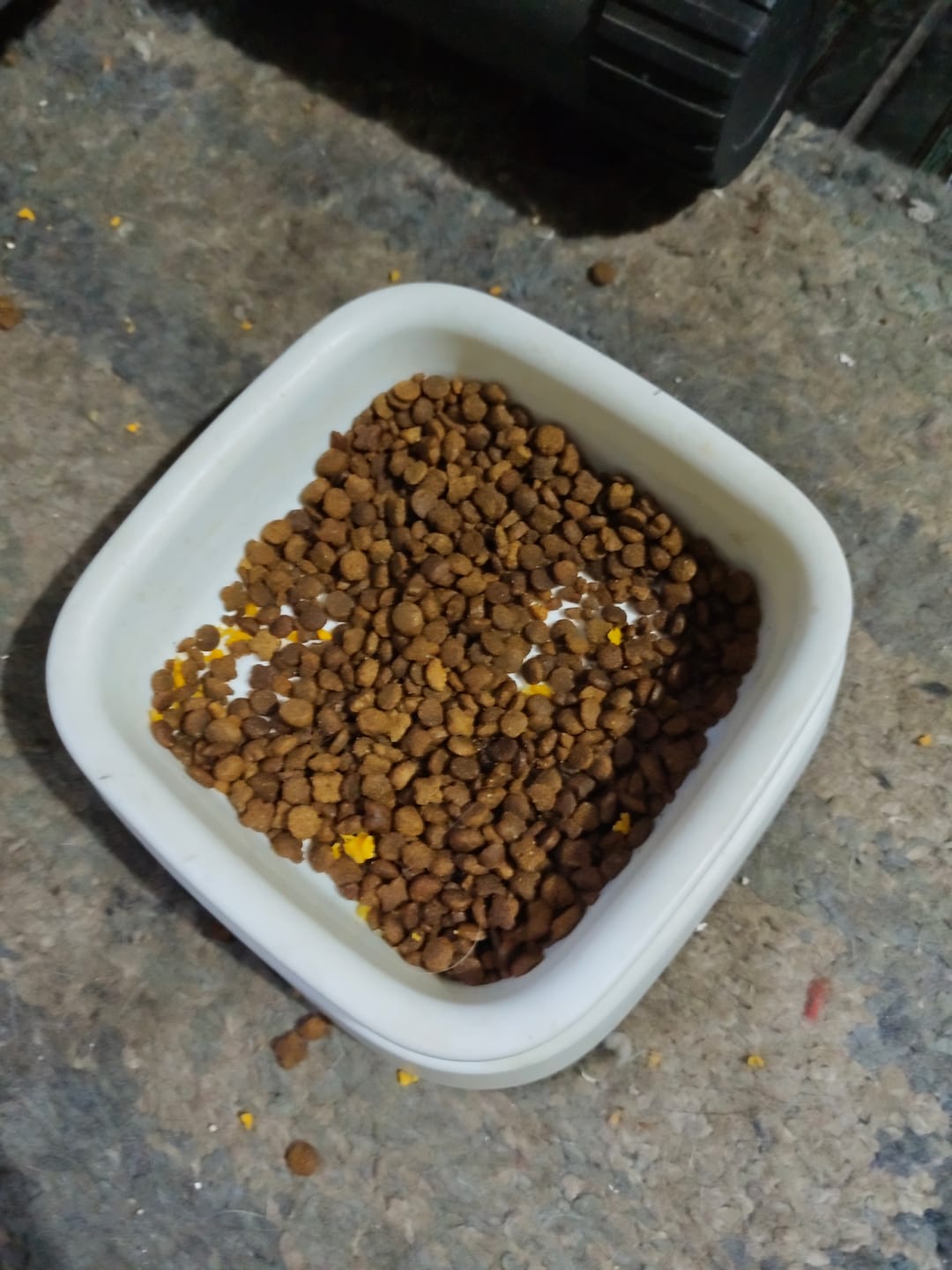 Customer photo review of PetFamily Foods Gato Pollo-Salmón