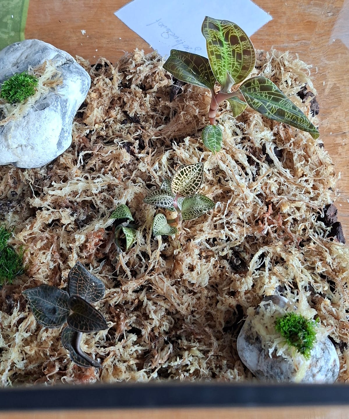 Customer photo review of Sphagnum Moos - Muddis Rapunzel Moos aus Deutschland