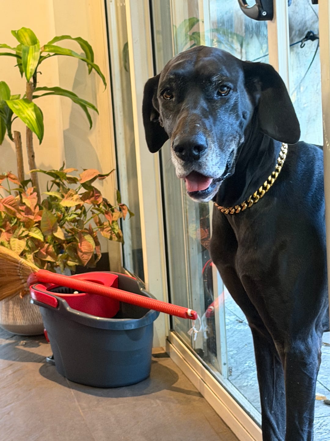 Customer photo review of Cuban Link Chain Dog Collar - Gold
