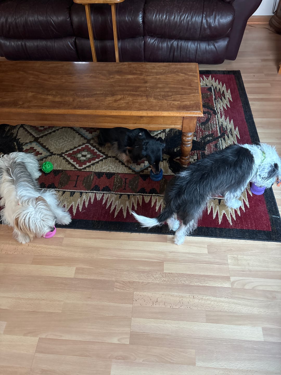 Customer photo review of FreezBall Bundle — Best value on the most-loved bones