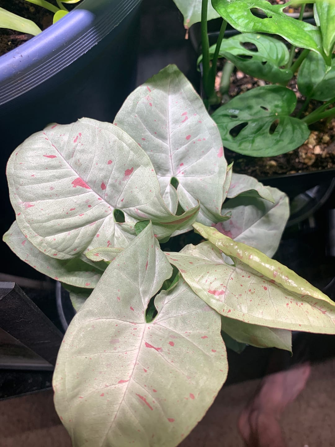 Customer photo review of Syngonium podophyllum 'Milk Confetti'