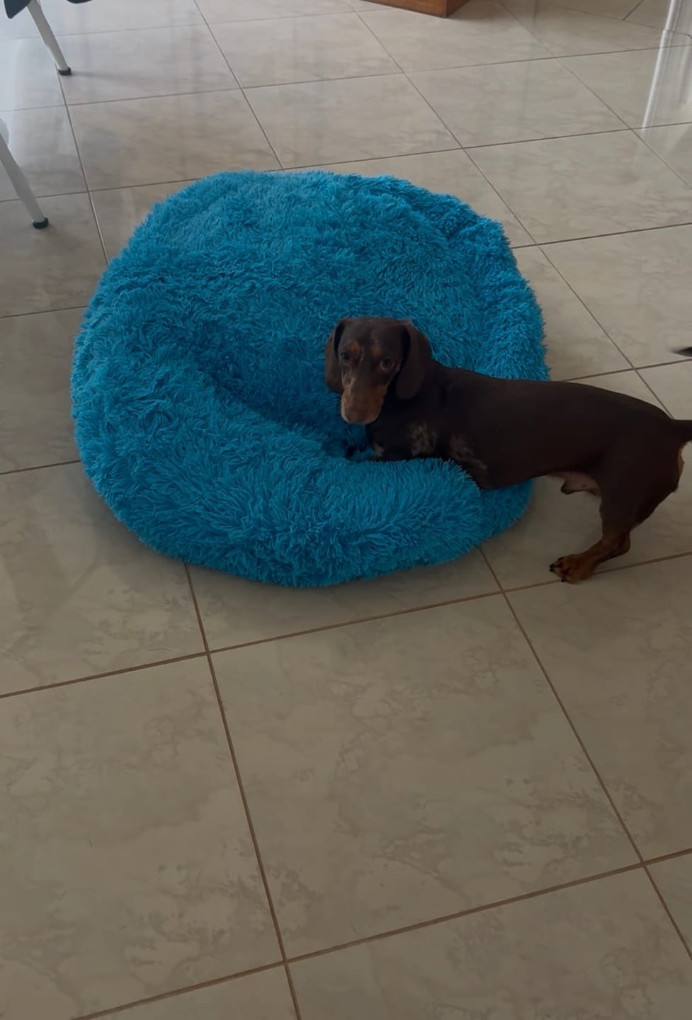 Customer photo review of Dachy-Doo Burrow Bed™