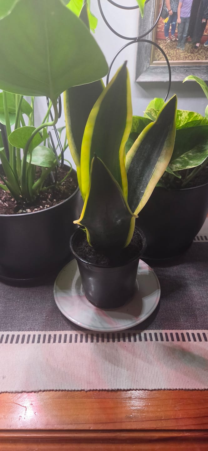 Customer photo review of Sansevieria Hahnii in 4" Grow Pot – Bird’s Nest Snake Plant – Yellow Variegated Easy Care Air Purifying Indoor Tropical Houseplant