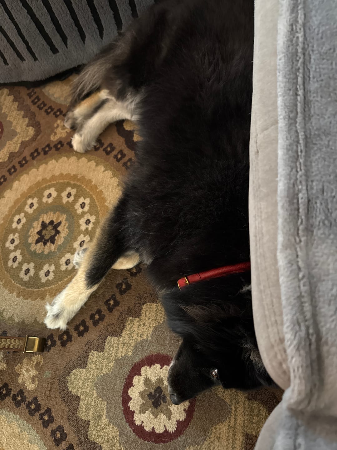 Customer photo review of FurLife™ - Natural Pheromone Calming Collar for Dogs