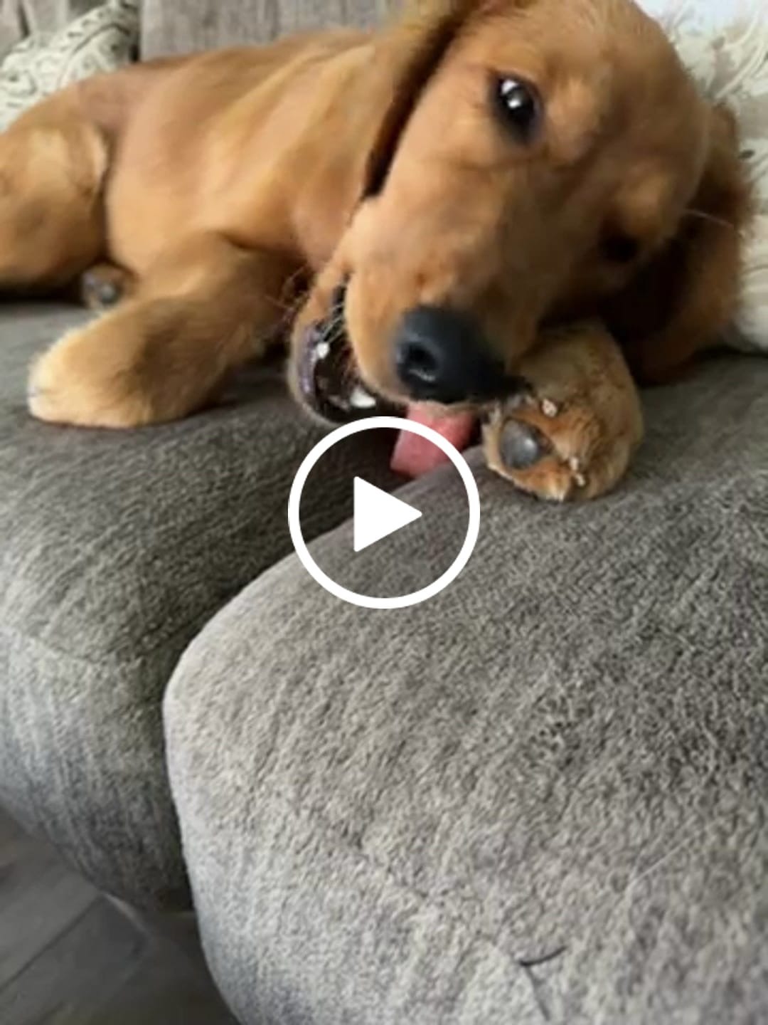 Customer video review of Strawberry Yak Chew — Vitamin C, Fiber & Teeth Whitening