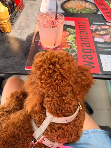 Customer photo review of Hazelnut┃Studio Step-In Harness