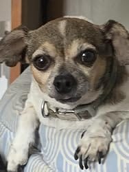 Customer photo review of Frontline Plus for Small Dogs 5 to 22 lbs – 6 Month Flea and Tick Treatment