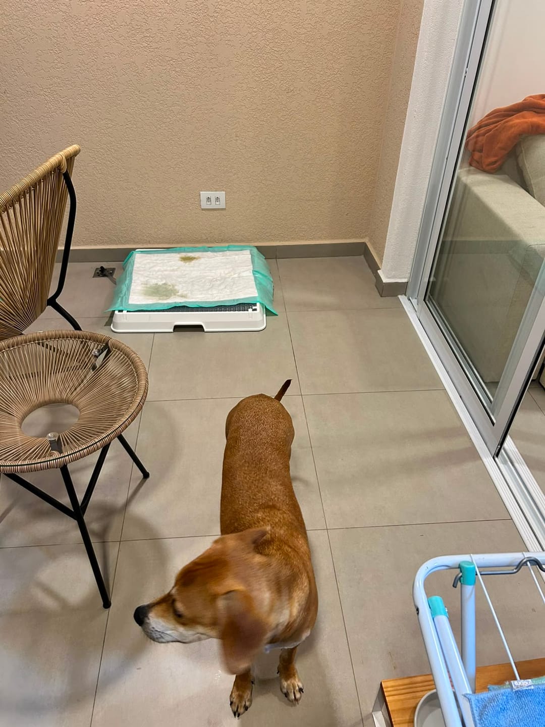 Customer photo review of Weasy Cão | Banheiro inteligente para cachorro