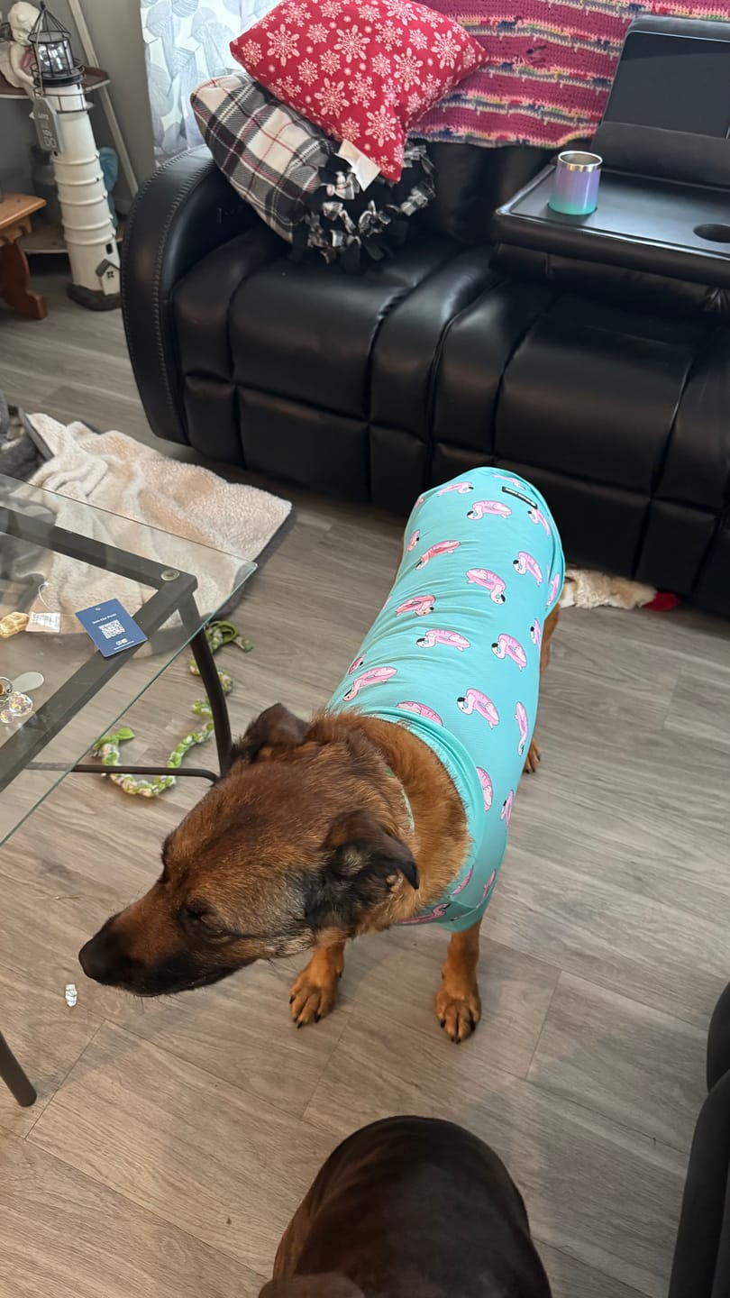 Customer photo review of Sunblock Dog T-Shirt (2-pack) - Flamingo Seashell