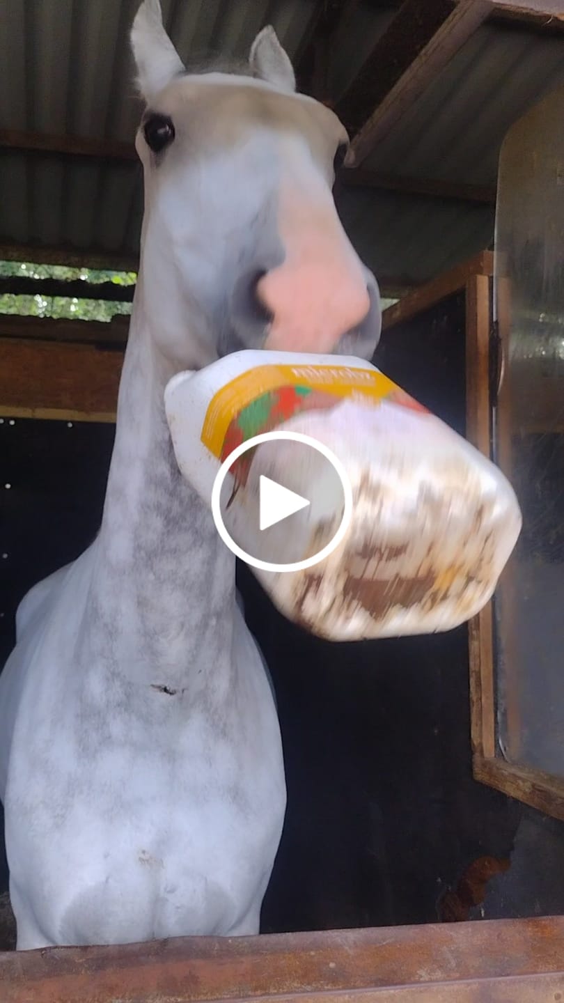 Customer video review of Horse nutrition