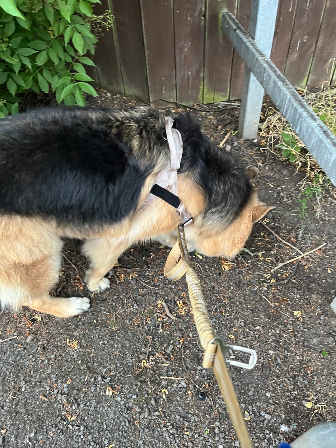 Customer photo review of MellowPurr Çekiş Önleyici Köpek Göğüs Tasması | Ön Klipsli Kontrol