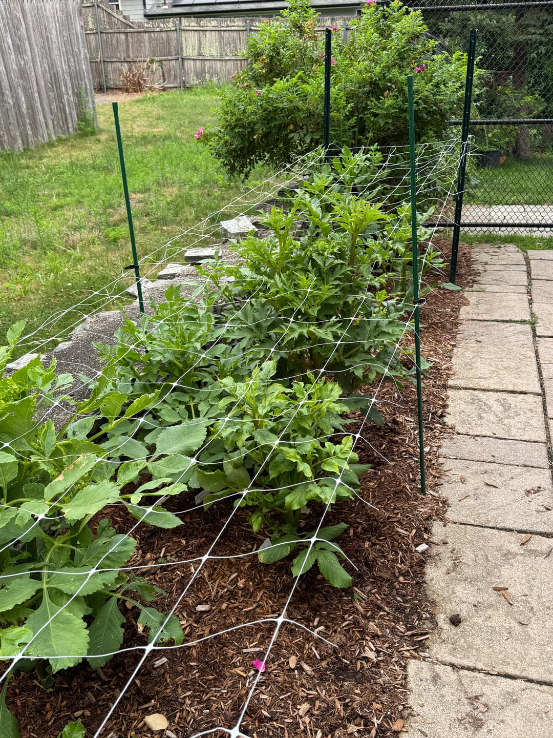 Customer photo review of Plant Support Netting*