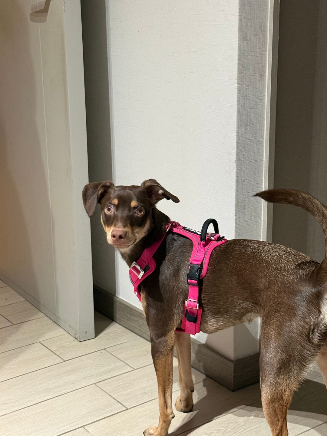 Customer photo review of Arnés Aerosport para Perros - Street Dogs - Pink