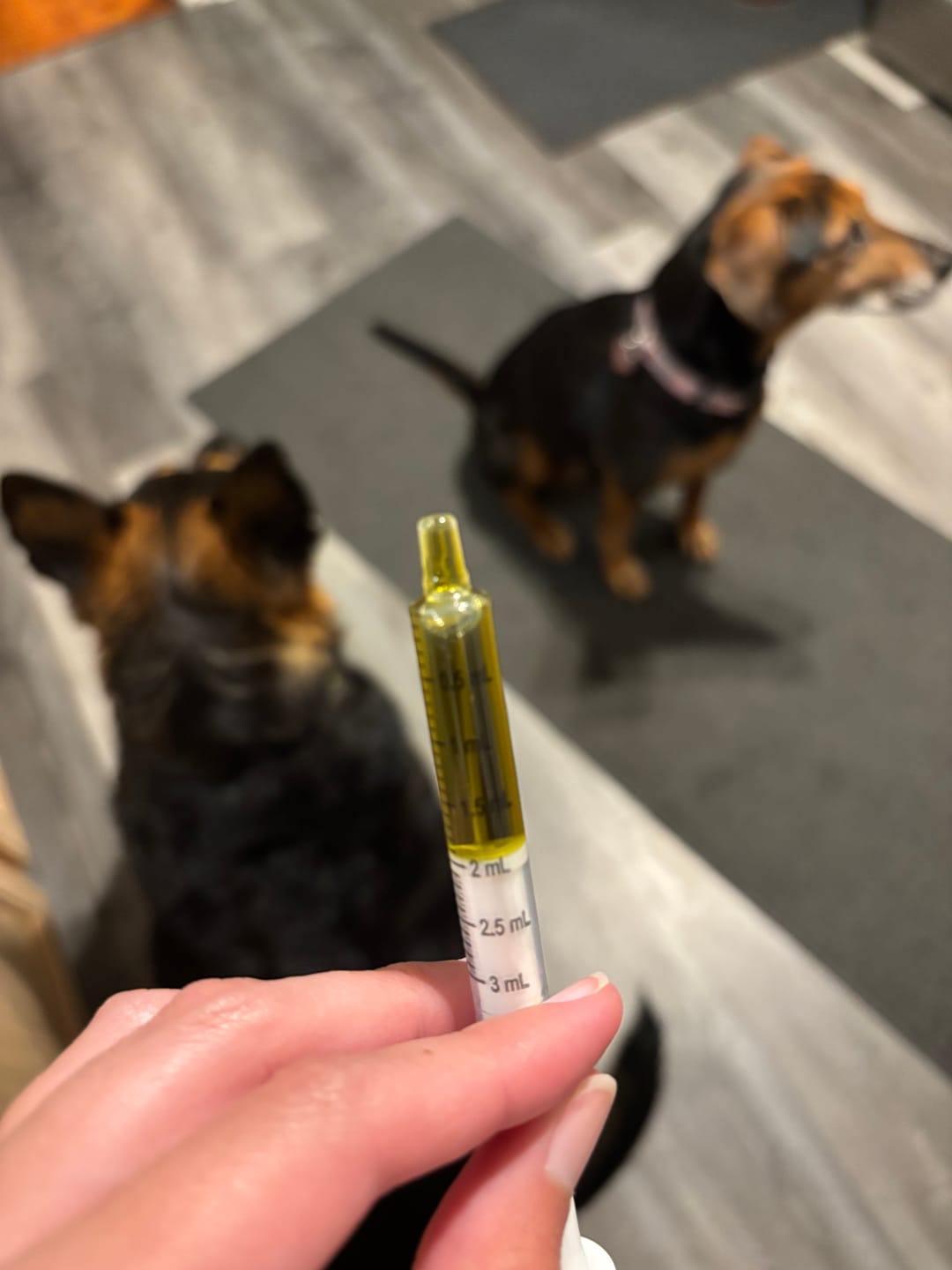 Customer photo review of KING KALM CBD 150mg - Medium Pet Formula 20 to 45lbs