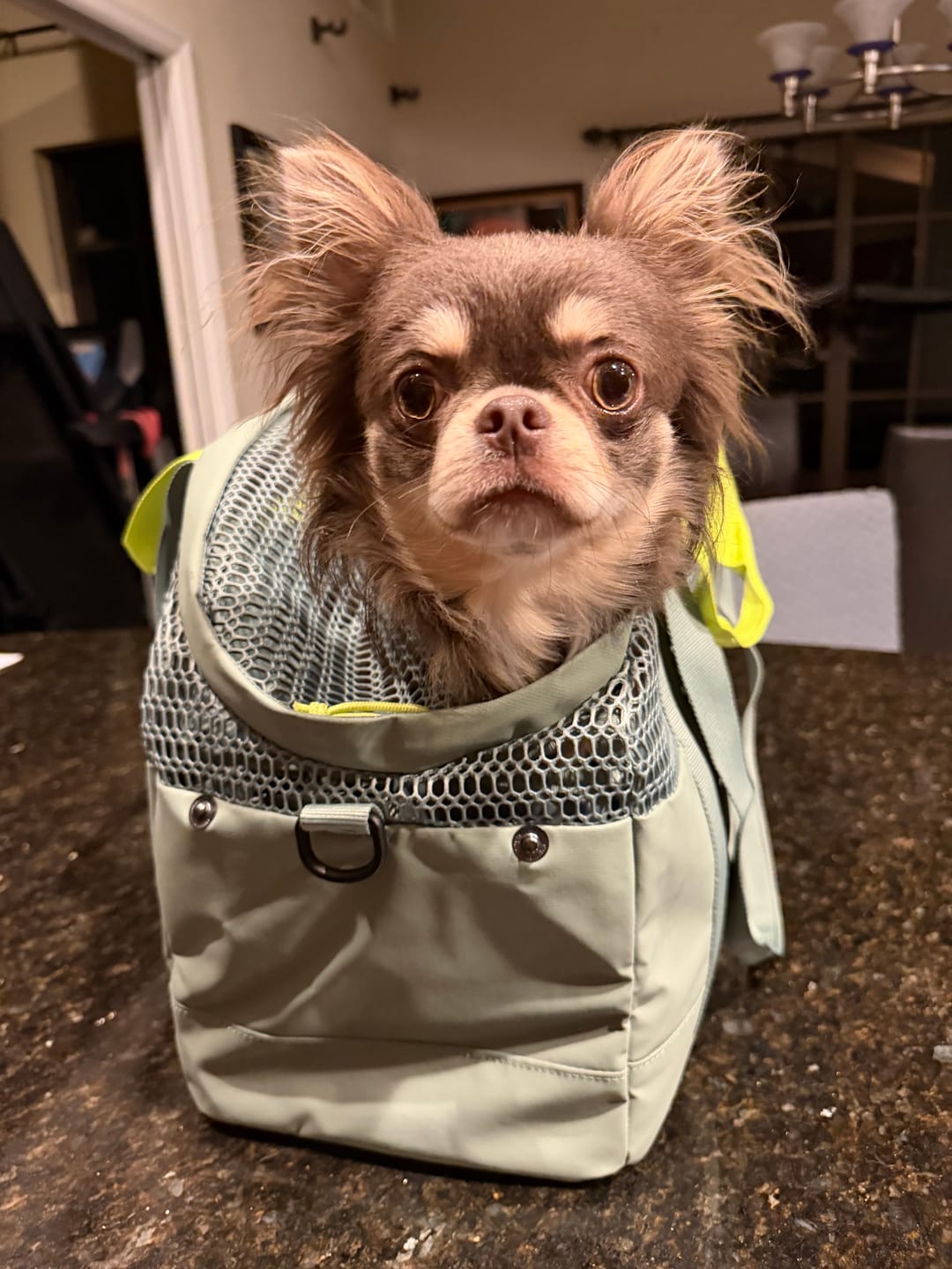 Customer photo review of PAWD Pet Carrier Bag