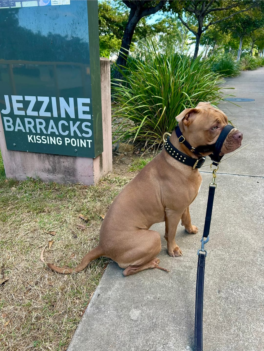 Customer photo review of Hand Made Leather Dog Collar- RuffNeck Black & Brass (Regular Fit)