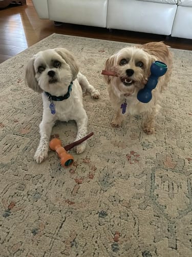 Customer's two small dogs on a rug, one happily holding a 6 Inch Standard Bully Stick in its mouth.