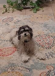 Customer photo review of Frontline Plus for Small Dogs 5 to 22 lbs – 6 Month Flea and Tick Treatment