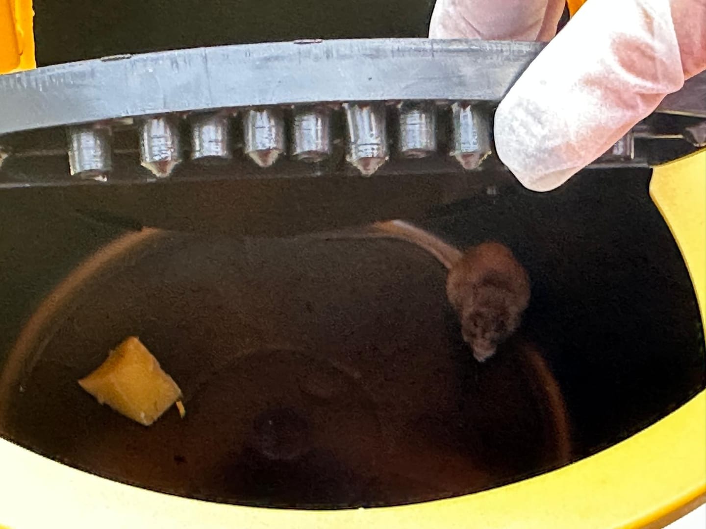 Customer photo review of Piège à Rats, Mulots et Souris à Trappe intelligente