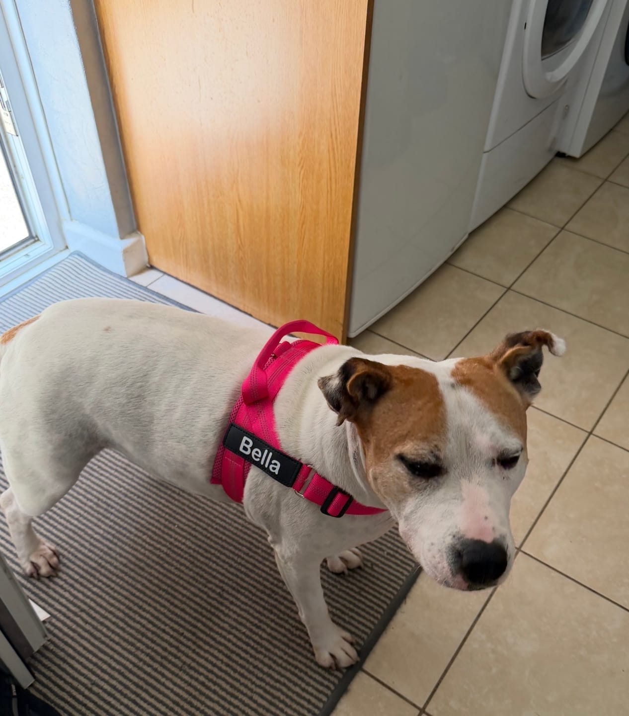 Customer photo review of MellowPurr Çekiş Önleyici Köpek Göğüs Tasması | Ön Klipsli Kontrol
