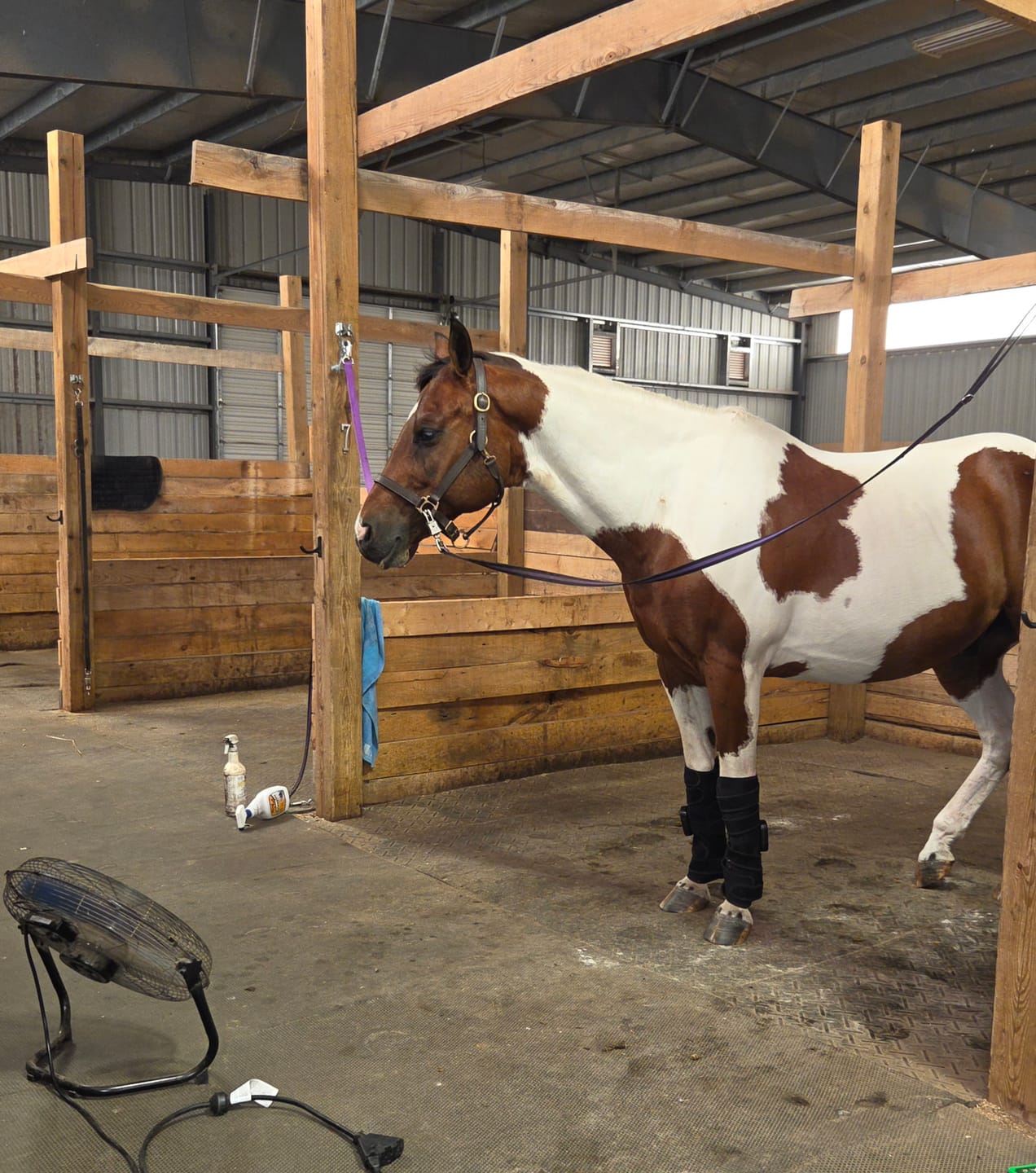 Customer photo review of HorseHalo™ HaloLegs