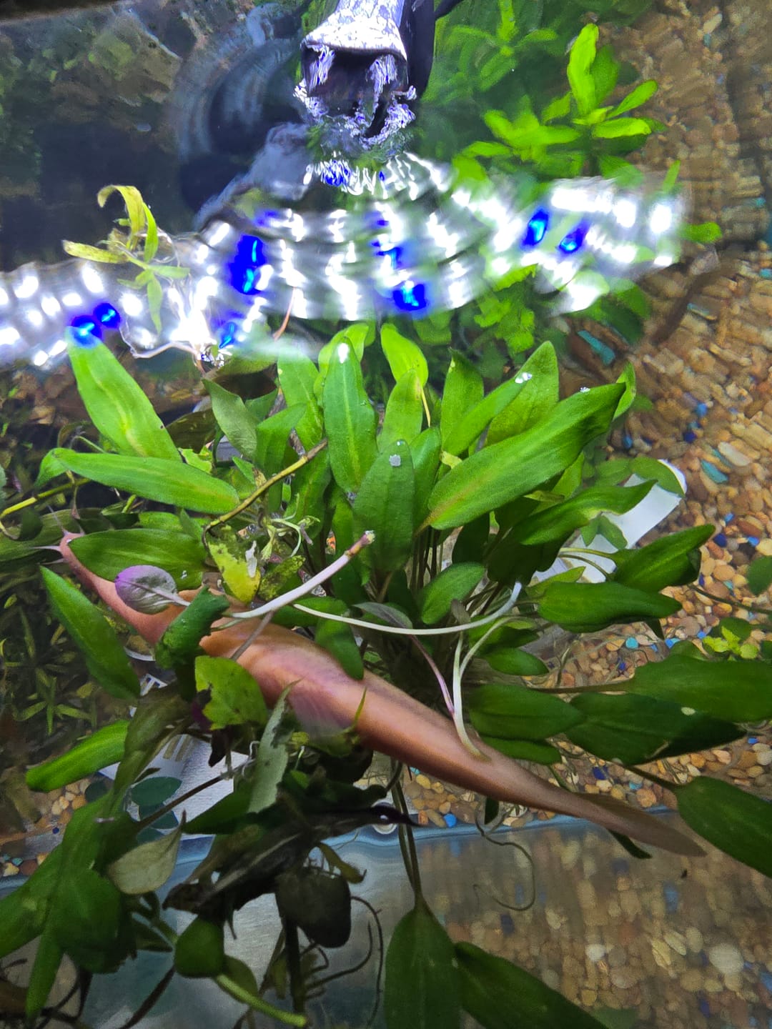 Customer photo review of Cryptocoryne Wendtii 'Green'