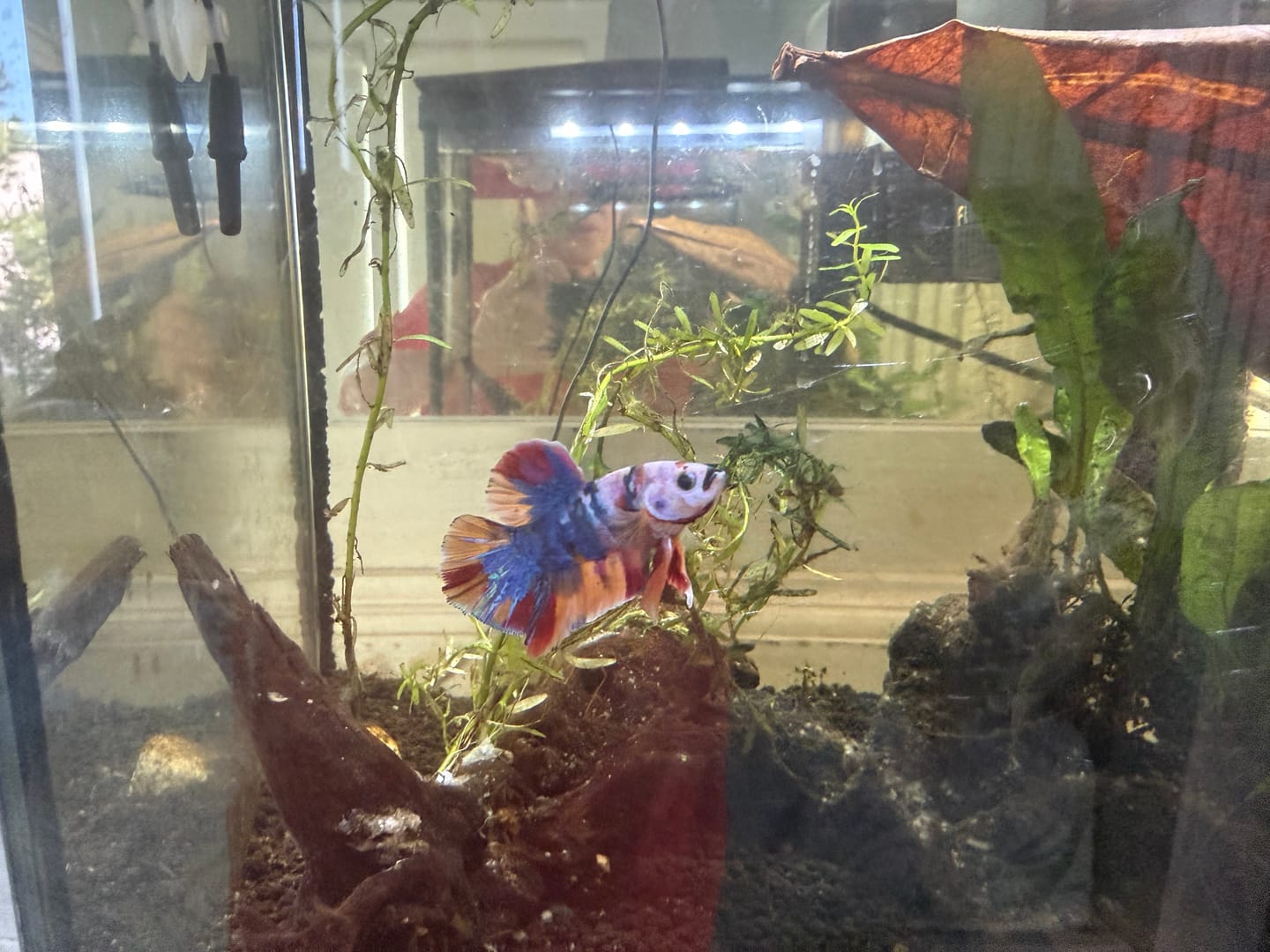 Customer photo review of Koi Multicolor Candy Plakat Male Betta Fish | High Grade | Mystery Betta