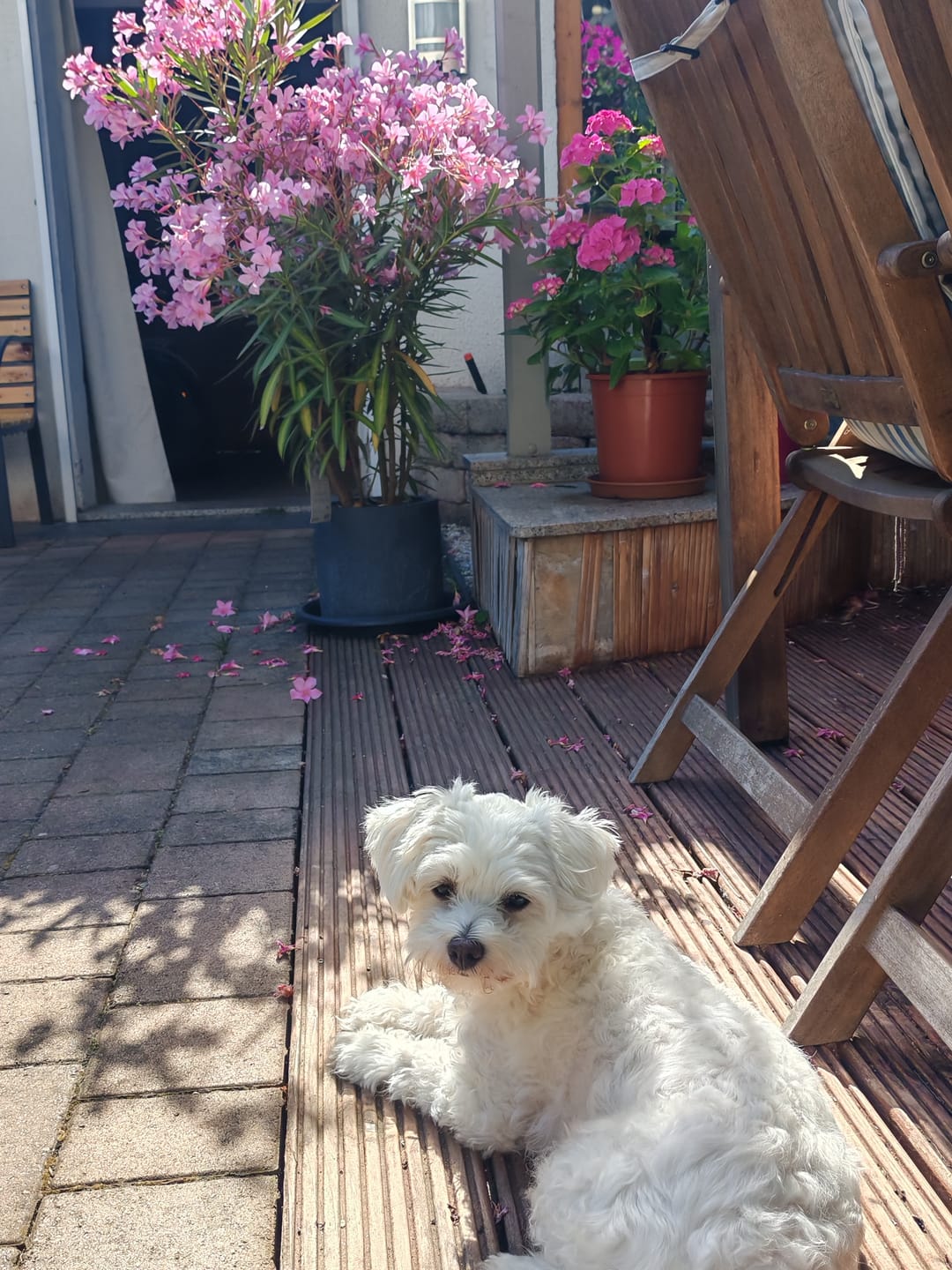 Customer photo review of Wurmtest Basic Hund