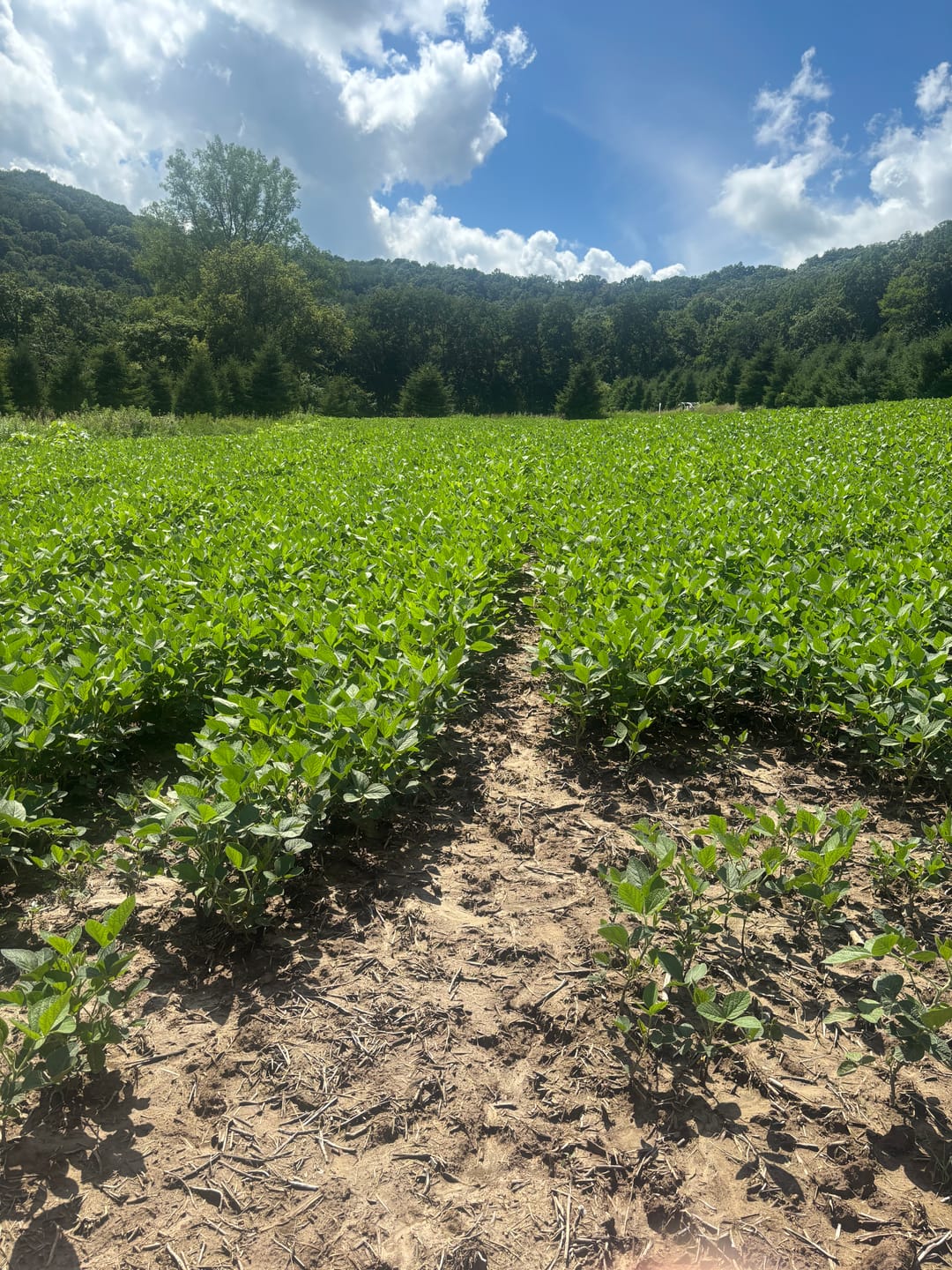Customer photo review of Forage Soybean Blend