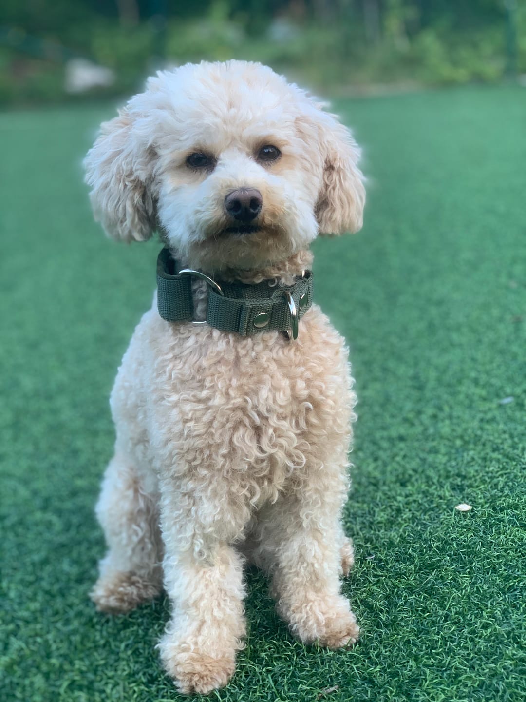 Customer photo review of Martingale Khaki - Brett fodrat halsband halvstryp