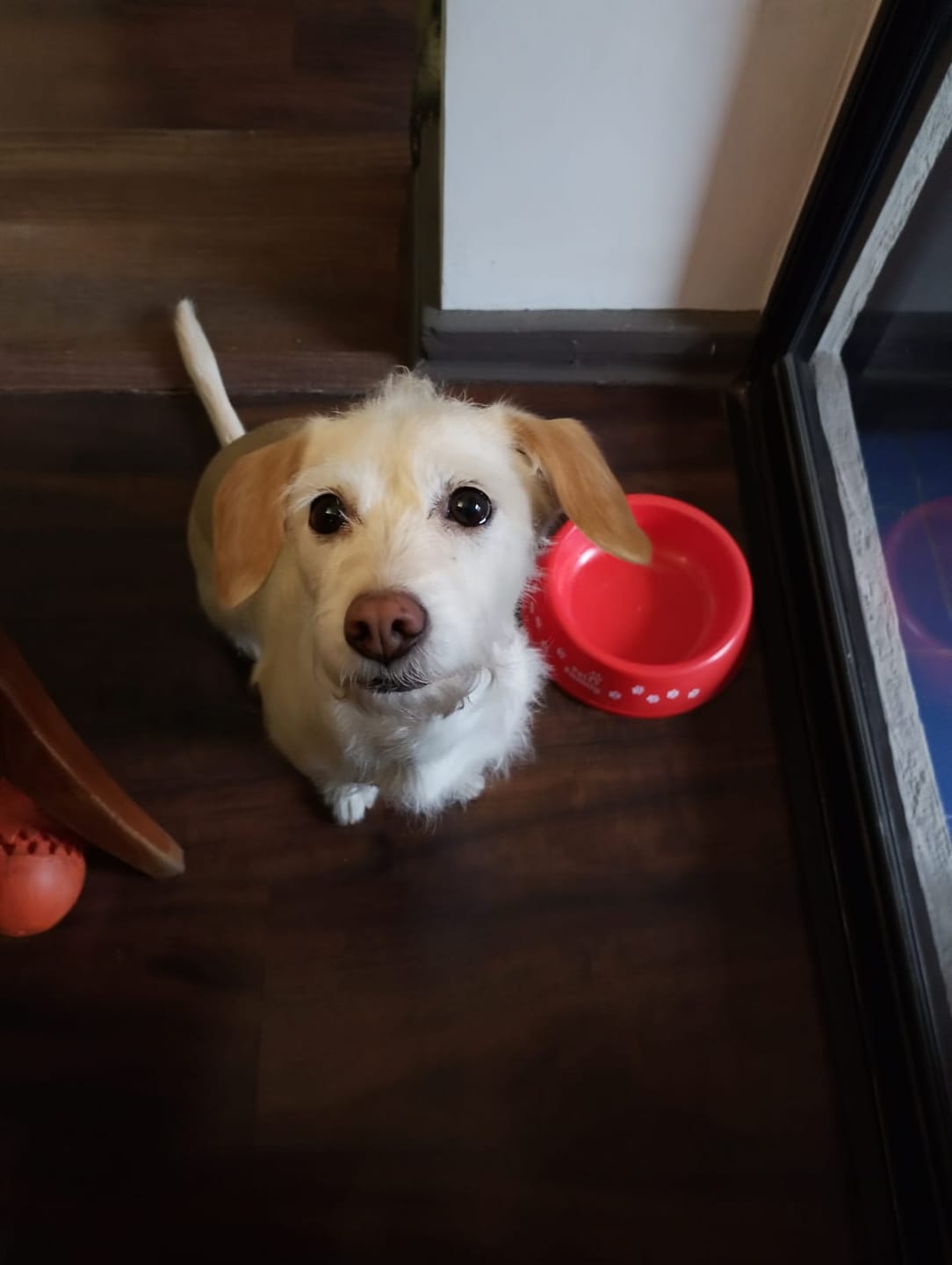 Customer photo review of Plato para Perros PetFamily