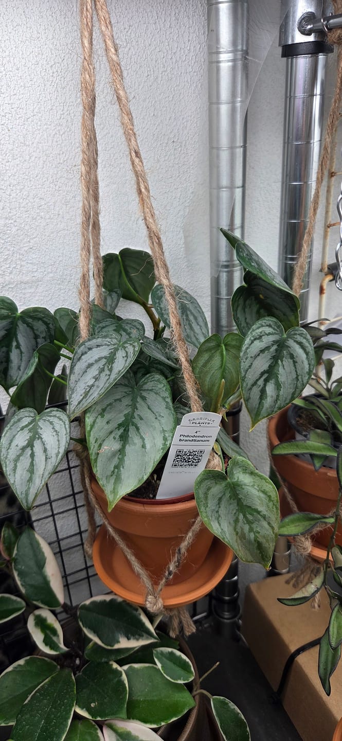 Customer photo review of Philodendron brandtianum