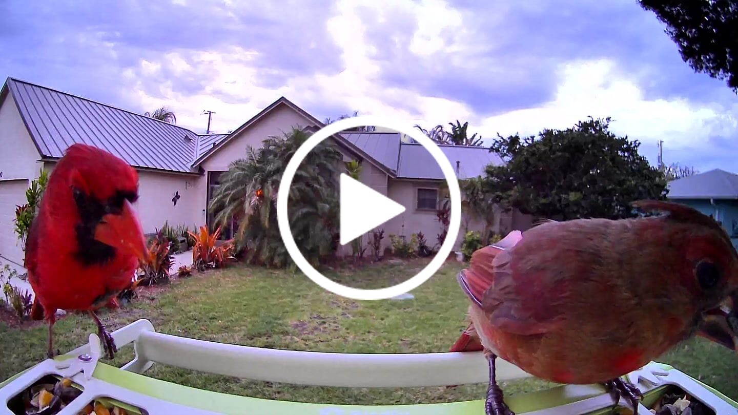 Customer video review of Birdfy Feeder Metal - Smart Metal Feeder with Camera