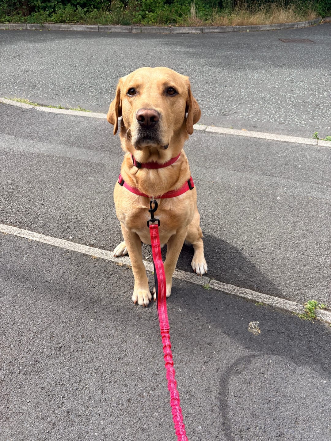 Customer photo review of MellowPurr Çekiş Önleyici Köpek Göğüs Tasması | Ön Klipsli Kontrol