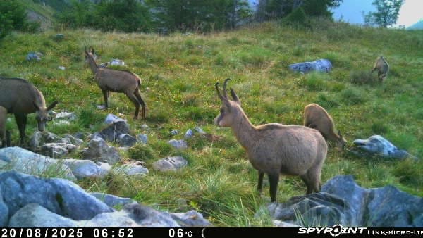 Customer photo review of Salzspray Anis - Lockmittel Rehwild, Schwarzwild, Rotwild und Damwild