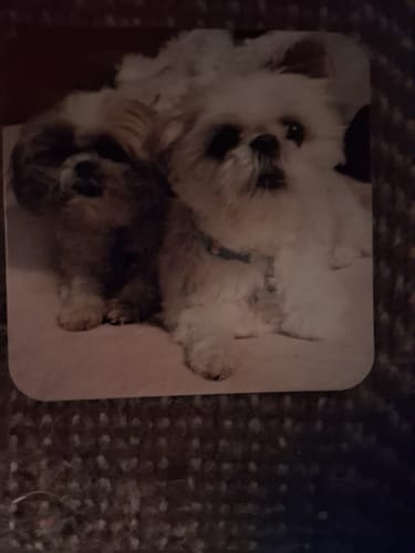 Customer's photo of two small dogs, the source image for their custom chibi figure keychain.