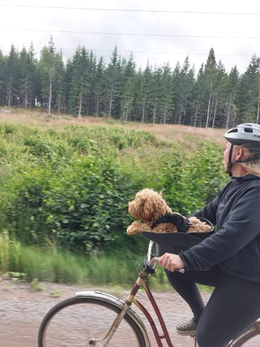 Customer riding a bike with their curly-haired dog relaxing in the Kvisp Dog Bike Carrier.