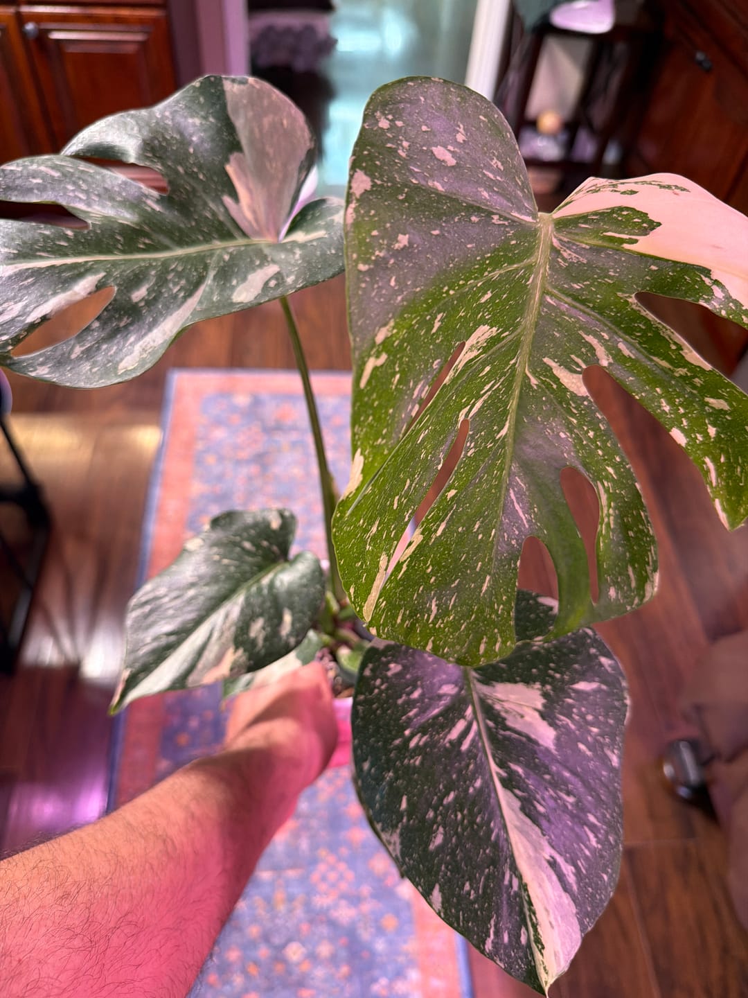 Customer photo review of Monstera deliciosa 'Thai Constellation'