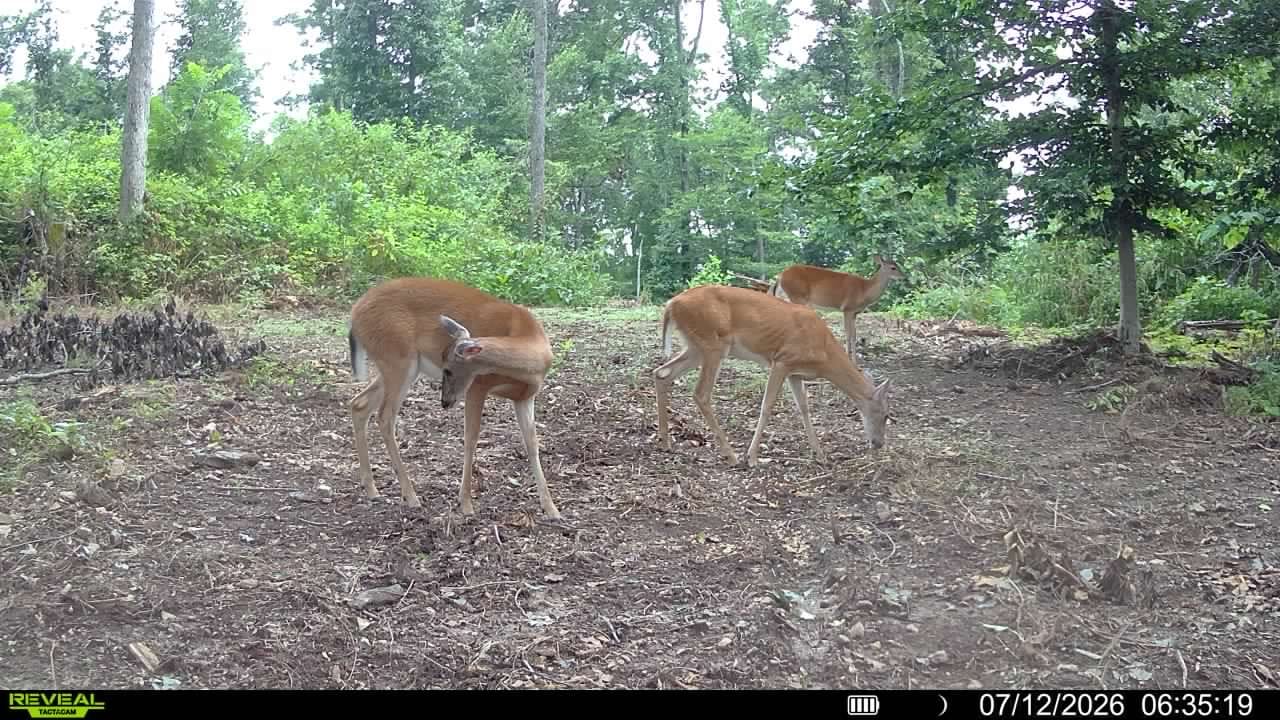 Customer photo review of Buy 2 & Save! Tactacam Reveal Ultra Cellular Trail Camera with Steel Reinforced Straps and Cleaning Cloth