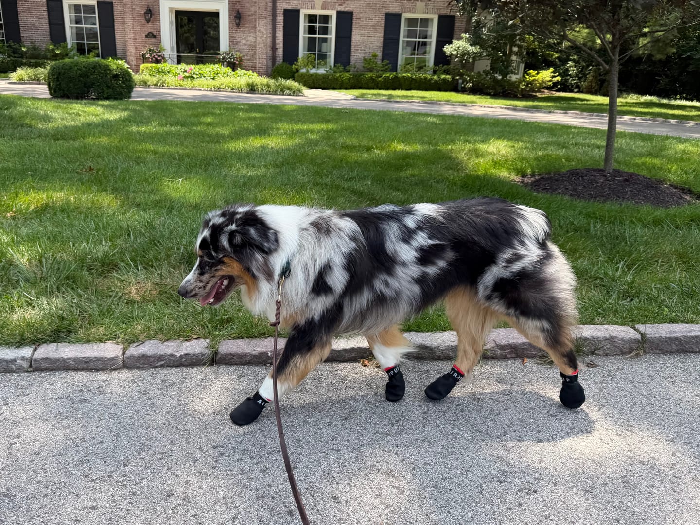 Customer photo review of AIR PUP SPRINTERS - SET OF 4
