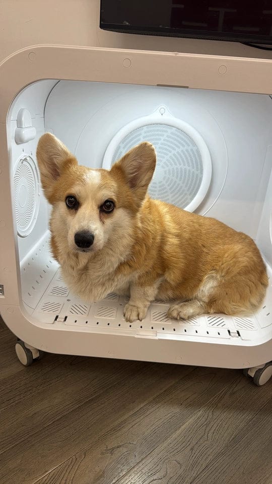 Customer photo review of homerunPET 「Drybo Ultra」ペットドライヤーハウス（7月下旬発送）