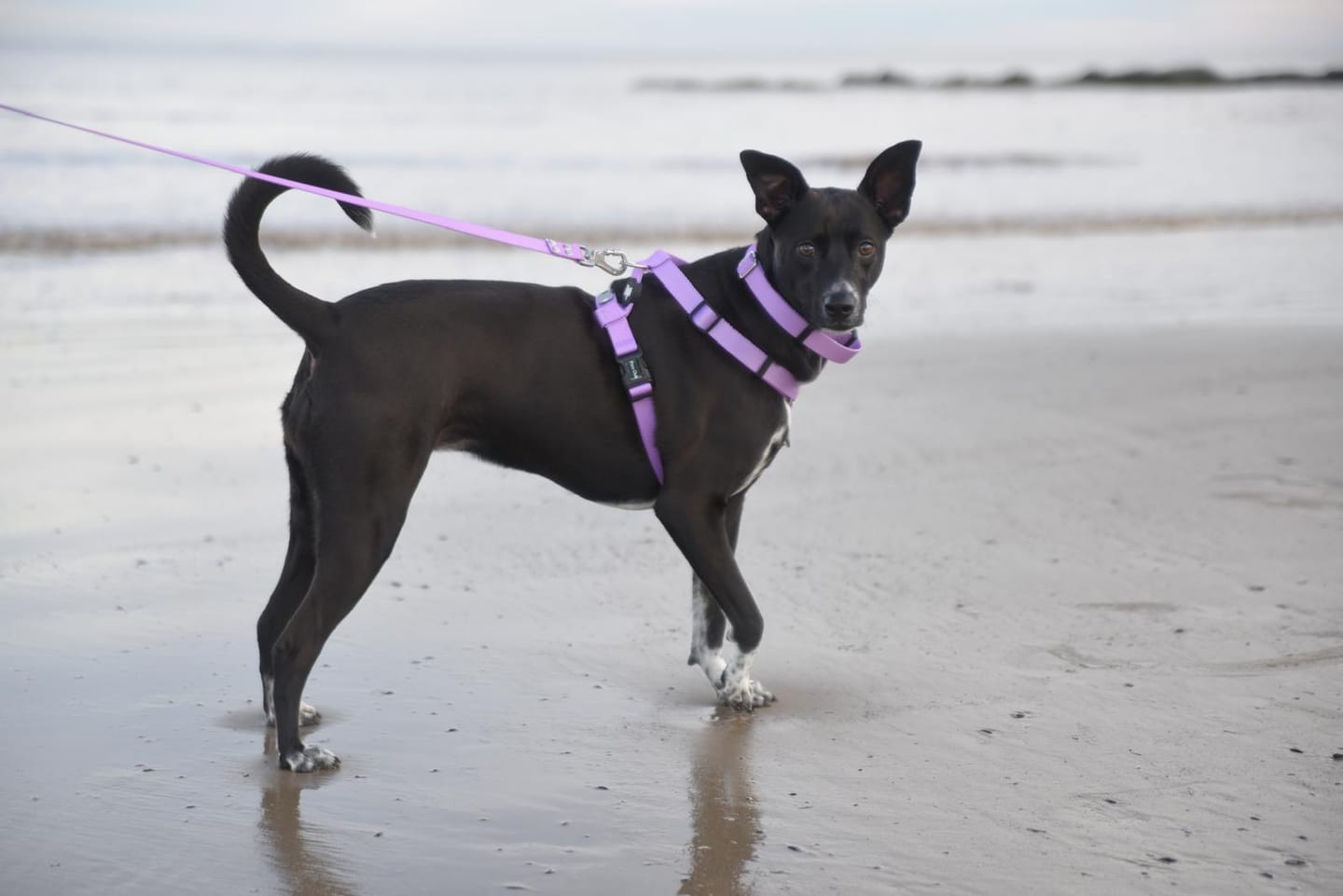 Customer photo review of Pack Arnes H + Correa + Collar