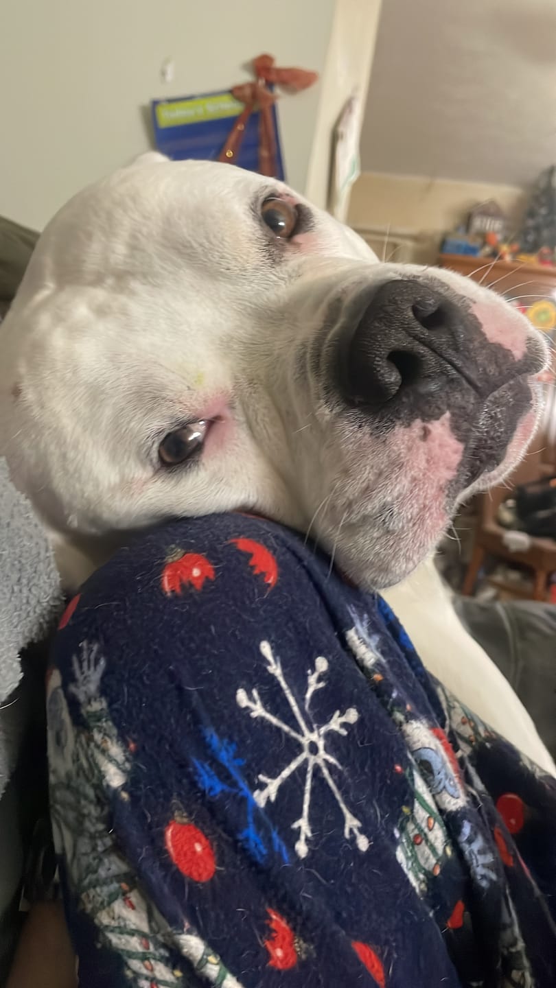Customer photo review of Dog & Cat Ear Infection & Itch Relief Remedy