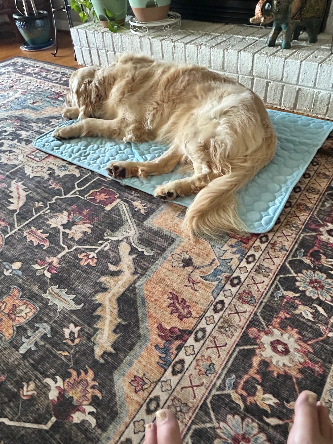 Customer photo review of ChillPaws™ Cooling Mat