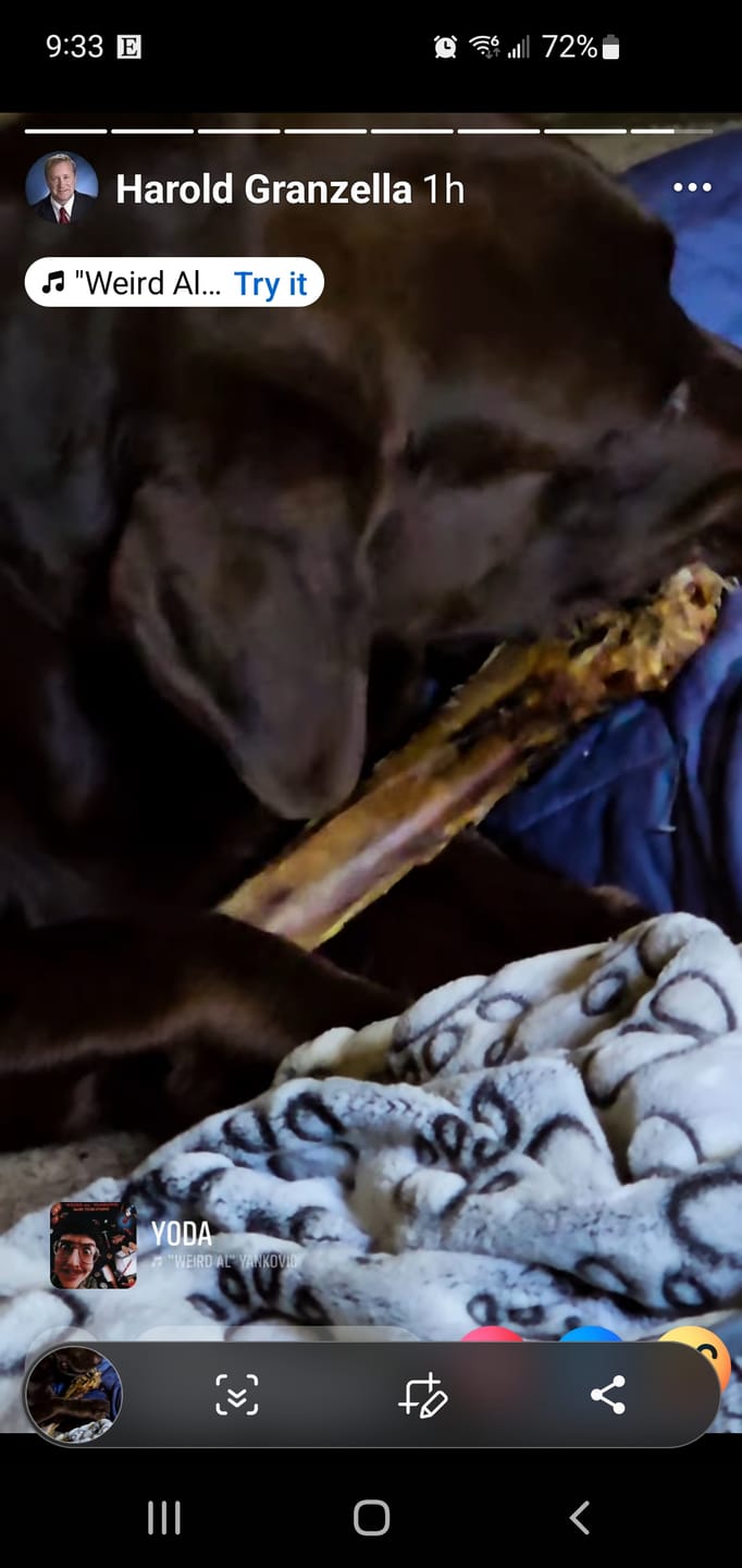 Customer photo review of Large Ostrich Cane (11.5" x 5"): The Ultimate Long-Lasting Chew for Medium, Large & XL Dogs