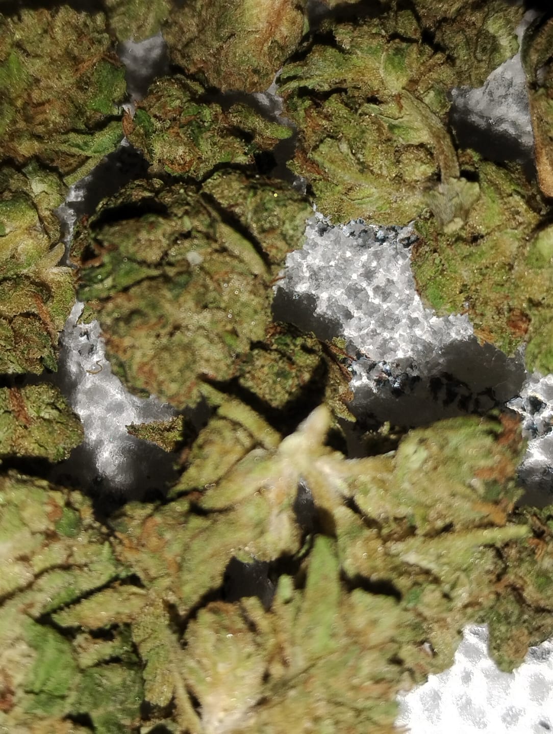 Customer photo review of Fire OG - 28 Grams Littles - Indica
